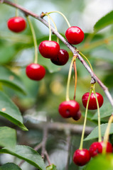 Red sweet Cherries hanging on a cherry tree branch on blurred background. Juicy Cherry on the tree in nature