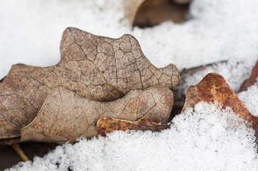 Close up of pale oak leaf in melting snow.Frozen autumn leaves on snow with ice crystals