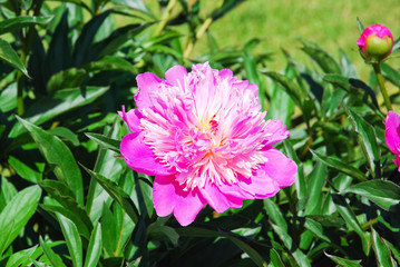 Peony hot pink (Paeonia)