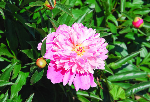 Fototapeta Peony hot pink (Paeonia)