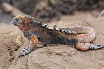 Naklejka premium Marine iguana on Santiago Island, Galapagos National Park, Ecuad