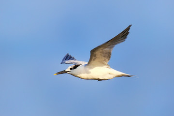 Sandwich Tern flying above Paracas Bay, Peru