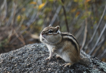 Chipmunk sitting on a rock