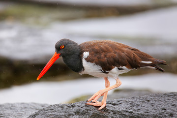 American oystercatcher on Santiago Island in Galapagos National