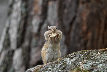 Chipmunk sitting on a rock