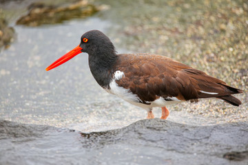 American oystercatcher on Santiago Island in Galapagos National