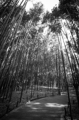 Foresta di Bambù