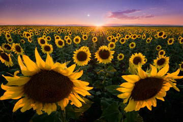 Sunflowers at Twilight