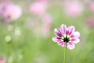 コスモス