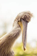 Pelican close-up