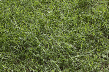 Lush grass in Queensland