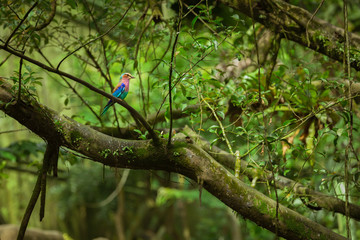 Lilac-breasted roller on a tree