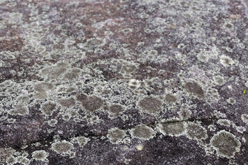 Lichen on rocks in Queensland