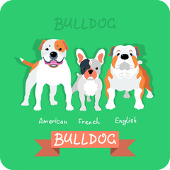 Set dog icon flat design. American, french and english bulldogs