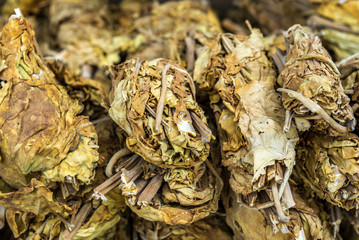 Tobacco leaves for sale in Shiraz city in Iran