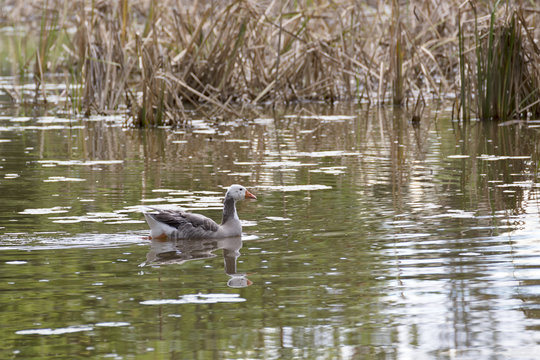 Greylag goose swimming in Queensland