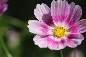 Obraz premium コスモス