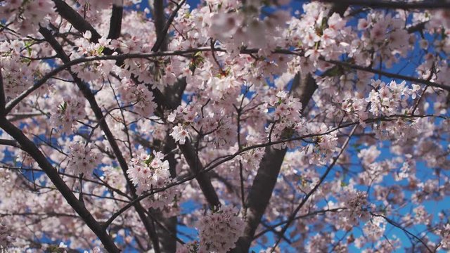 Spring Cherry Blossom tree detail