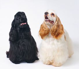 Two American Cocker Spaniel dogs posing indoors on a white background