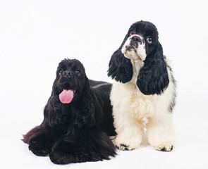 Two American Cocker Spaniel dogs posing indoors on a white background