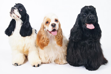 Three American Cocker Spaniel dogs posing indoors on a white background