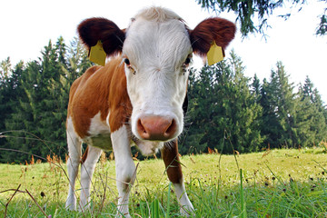 Ein junges Simmentaler Rind auf der Weide