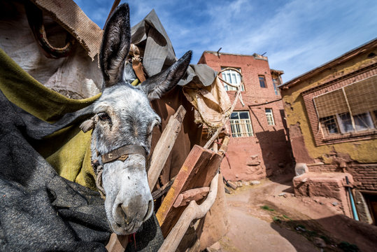 donkey in Abyaneh - one of the oldest villages in Iran