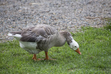 Greylag goose foraging on grass with gravel behind