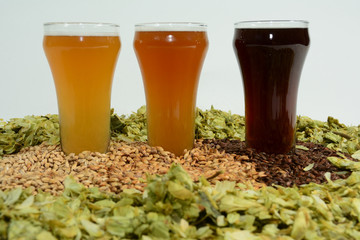 Home brew beer ingredients with various grains illustrating different color and the beers produced from different mixtures of grains surrounded by hop flowers
