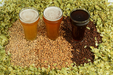 Home brew beer ingredients with various grains illustrating different color and the beers produced...