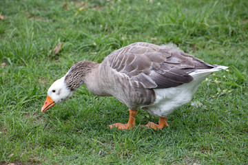 Greylag goose on grass in Queensland