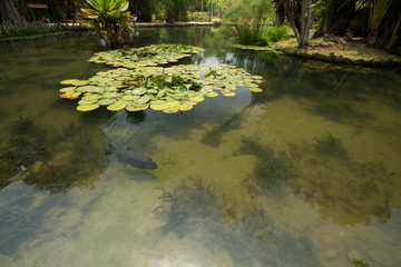 Fish swimming in lake with crystal clear water in the Botanical Garden of rio de Janeiro