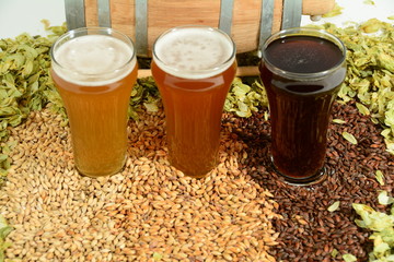 Various beer styles from lager, amber ale and stout in front of miniature beer barrel surrounded by beer ingredients of malted barley grain and hops