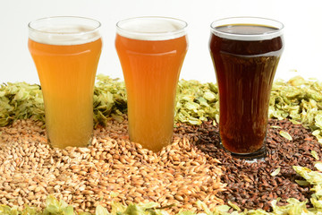 Home brew beer ingredients with various grains illustrating different color and the beers produced from different mixtures of grains surrounded by hop flowers