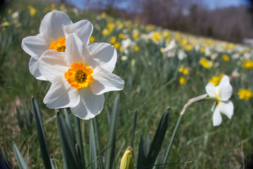 Obraz premium Daffodil Field