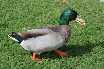 Snacking Duck
