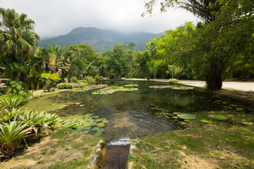 Lake with green vegetation in the Botanic Garden of Rio de Janei