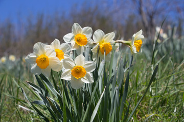 Daffodil Cluster against Blue Sky