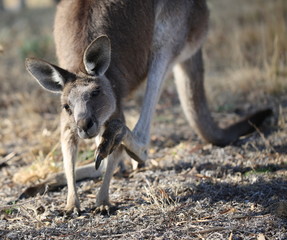 Close up of grey eastern kangaroo scratching