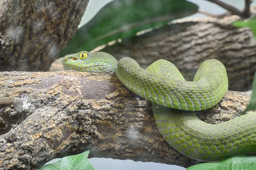 Fototapeta premium green snake