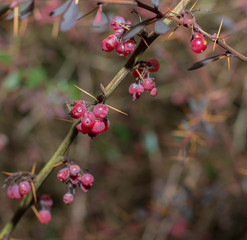 Wild Berries
