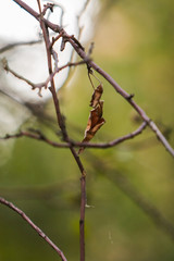 Dead Leaf in Tree Branches