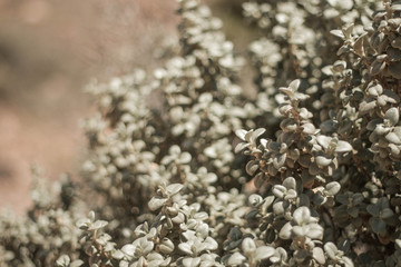 White Canyon Flowers