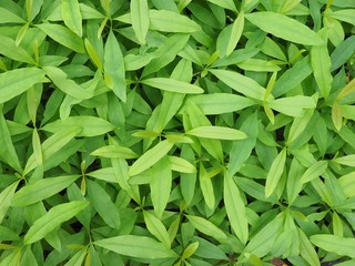 Obraz premium seedling