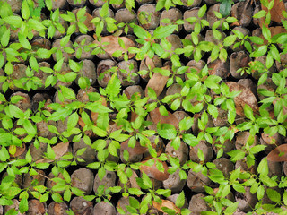 seedling
