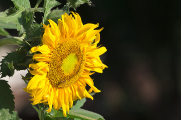 Image of sunflower on nature background.