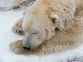 Obraz na płótnie Canvas Sleeping polar bear