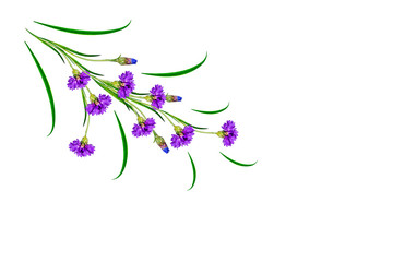 daisies summer flower isolated on white background.