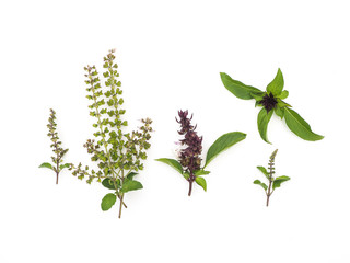 thyme and basil flowers herbal on white background.