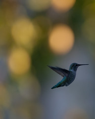 humming bird